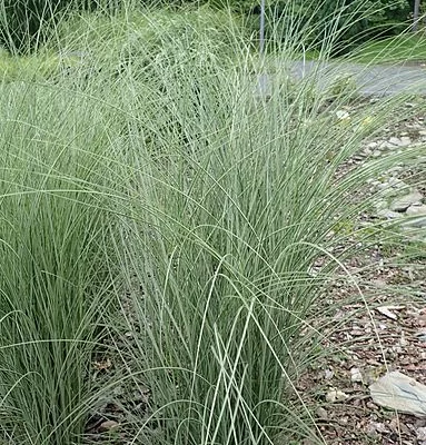 MISCANTHUS sinensis 'Morning Light'