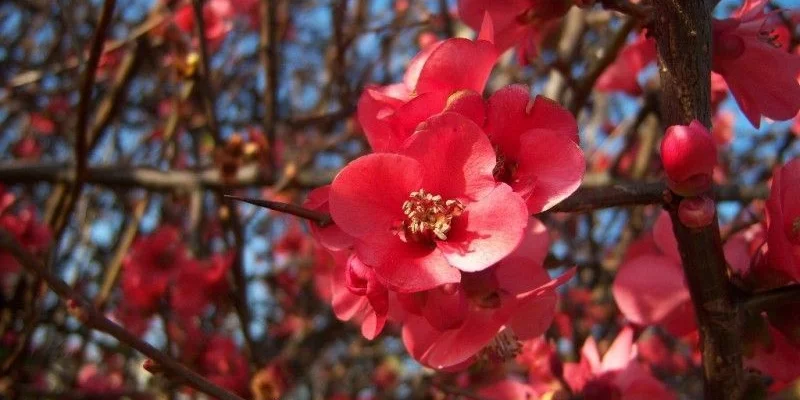 CHAENOMELES superba 'Boule de Feu' - Cognassier du Japon 'Boule de Feu'.