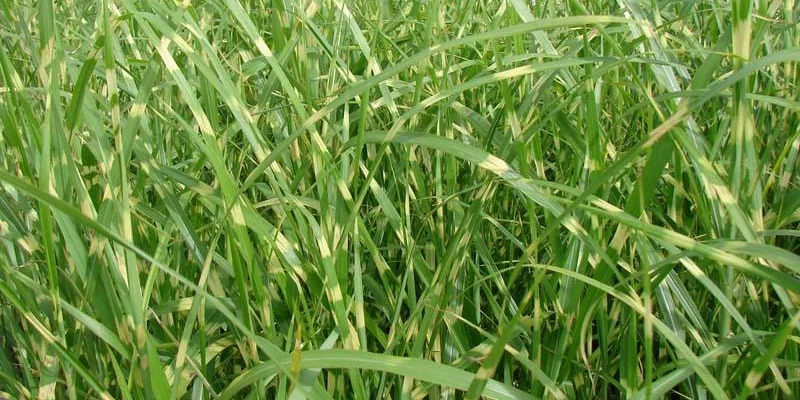 MISCANTHUS sinensis 'Zebrinus'