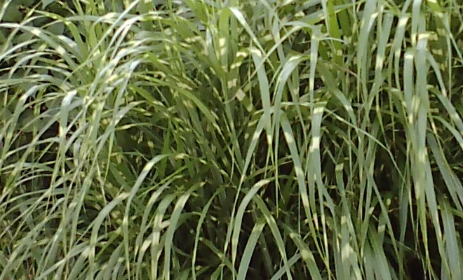 MISCANTHUS sinensis 'Zebrinus'