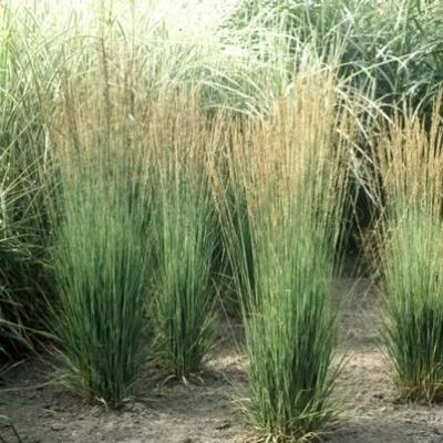 MOLINIA caerulea 'Moorhexe' - Molinie Moorhexe