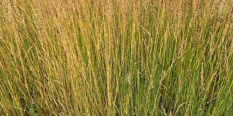 MOLINIA caerulea 'Moorhexe' - Molinie Moorhexe