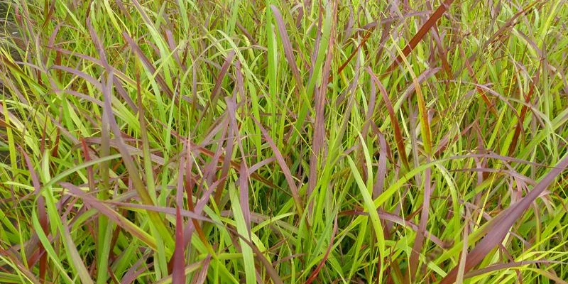 PANICUM virgatum 'Rotstrahlbusch' - Graminée, Panic