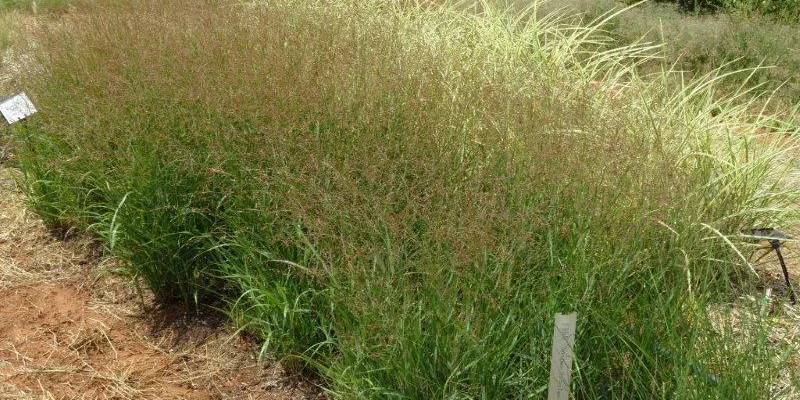 PANICUM virgatum 'Rotstrahlbusch' - Graminée, Panic