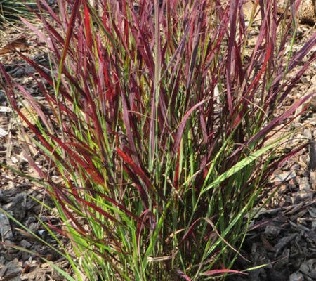 PANICUM virgatum 'Rotstrahlbusch' - Graminée, Panic