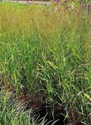 PANICUM virgatum 'Strictum' - Graminée, Panic