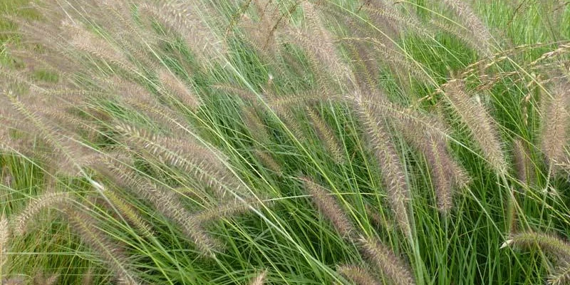 PENNISETUM alopecuroides 'Herbstzauber' - Graminée, Herbe aux écouvillons