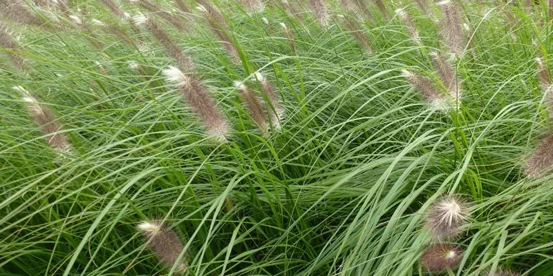 PENNISETUM alopecuroides 'Japonicum' - Graminée, Herbe aux écouvillons