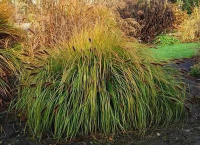 PENNISETUM alopecuroides 'Japonicum' - Graminée, Herbe aux écouvillons