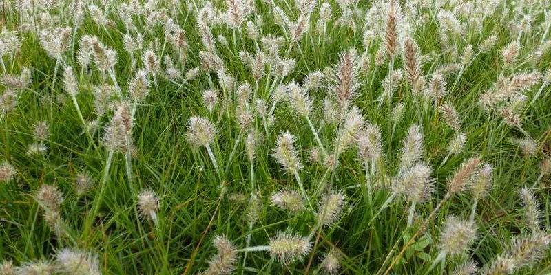 PENNISETUM alopecuroides 'Little Bunny' - Graminée, Herbe aux écouvillons