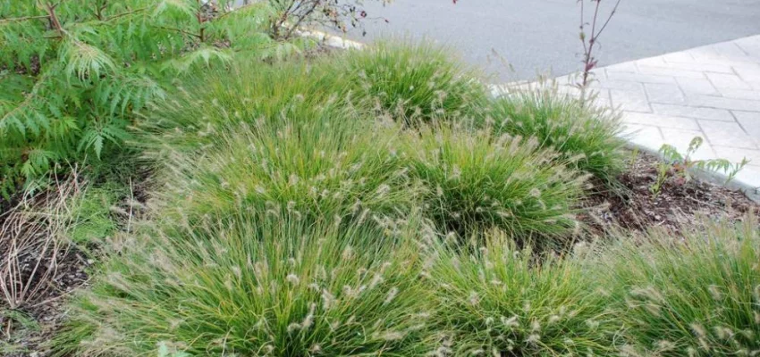 PENNISETUM alopecuroides 'Little Bunny' - Graminée, Herbe aux écouvillons