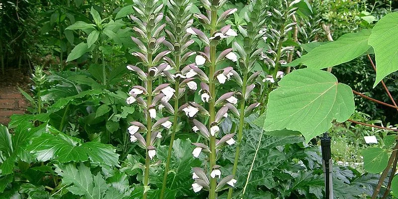 ACANTHUS mollis - Acanthe à feuilles molles