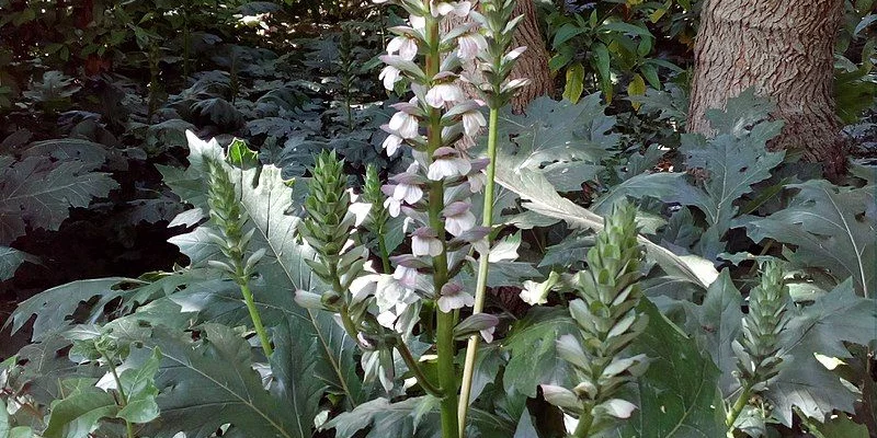 ACANTHUS mollis - Acanthe à feuilles molles