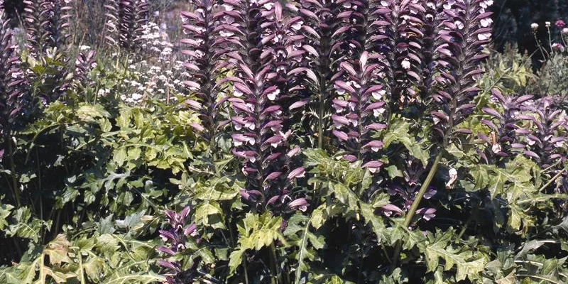 ACANTHUS mollis - Acanthe à feuilles molles