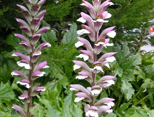 ACANTHUS mollis - Acanthe à feuilles molles