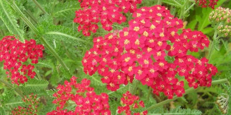 ACHILLEA millefolium 'Cerise Queen' - Achillée 'Cerise Queen'