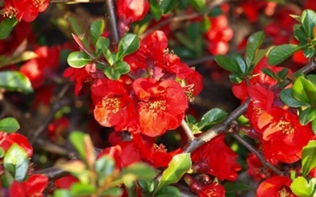 CHAENOMELES superba 'Elly Mossel' - Cognassier de Japon rouge feu 'Elly Mossel'.