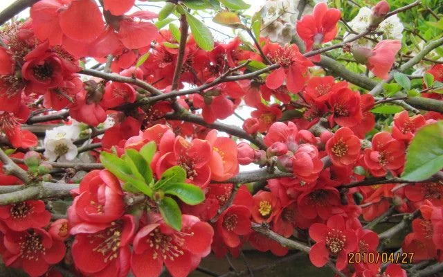 CHAENOMELES superba 'Elly Mossel' - Cognassier de Japon rouge feu 'Elly Mossel'.