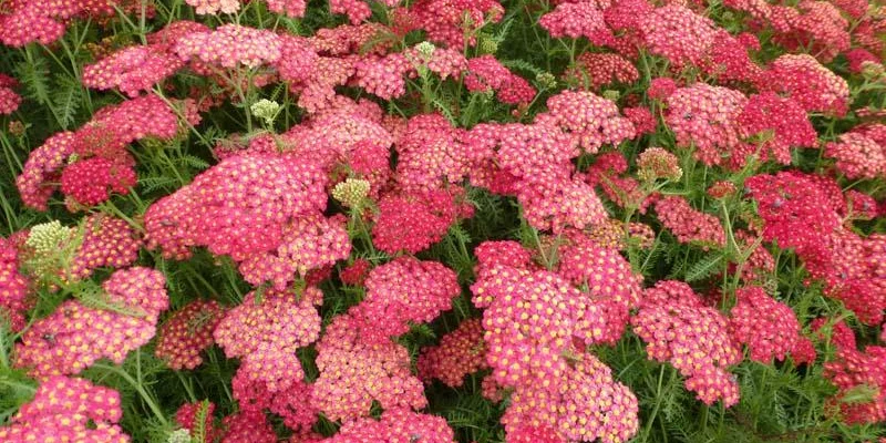 ACHILLEA millefolium 'Paprika'