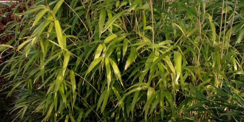 PSEUDOSASA Japonica