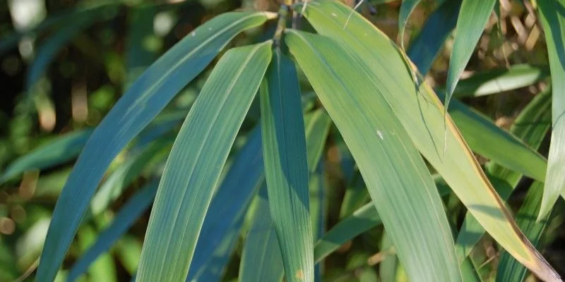 PSEUDOSASA Japonica