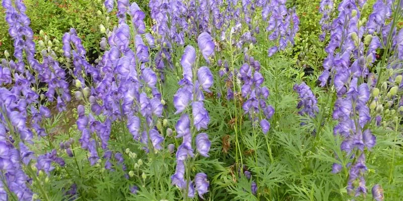 ACONITUM napellus - Char de Vénus