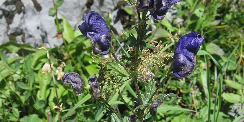 ACONITUM napellus - Char de Vénus