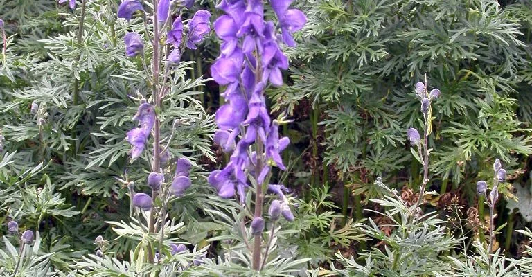 ACONITUM napellus - Char de Vénus