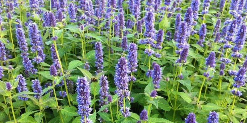 AGASTACHE 'Blue Fortune' - Agastache anisé