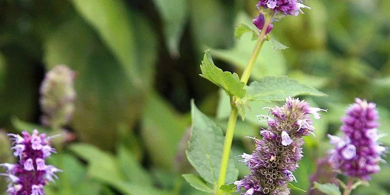 AGASTACHE 'Blue Fortune' - Agastache anisé