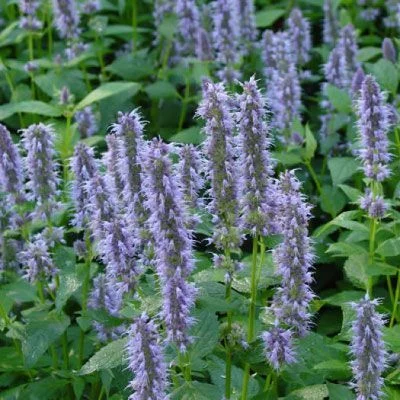 AGASTACHE 'Blue Fortune' - Agastache anisé