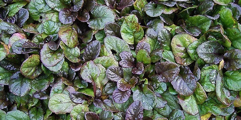 AJUGA reptans 'Atropurpurea' - Bugle rampant pourpre