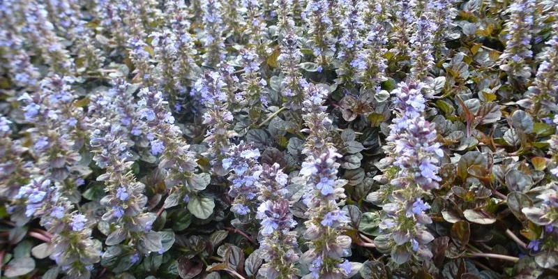 AJUGA reptans 'Atropurpurea' - Bugle rampant pourpre