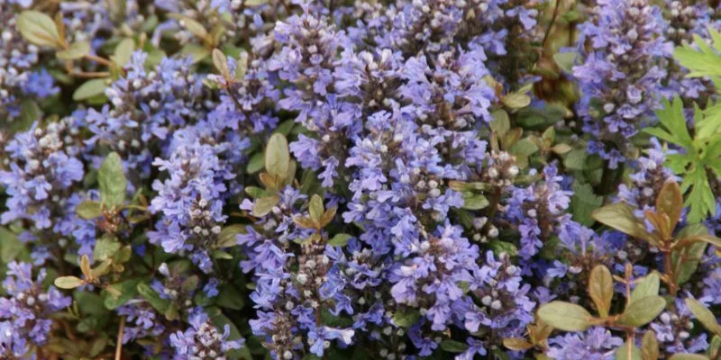 AJUGA reptans 'Atropurpurea' - Bugle rampant pourpre