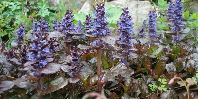 AJUGA reptans 'Atropurpurea' - Bugle rampant pourpre