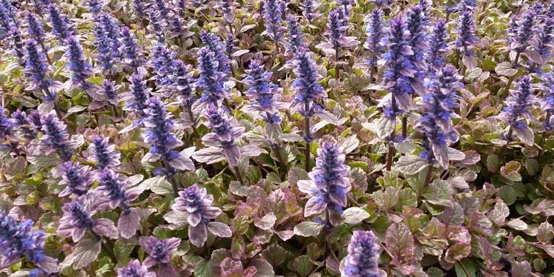 AJUGA reptans 'Burgundy Glow' - Bugle rampant 'Burgundy Glow'