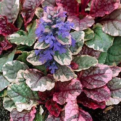 AJUGA reptans 'Burgundy Glow' - Bugle rampant 'Burgundy Glow'