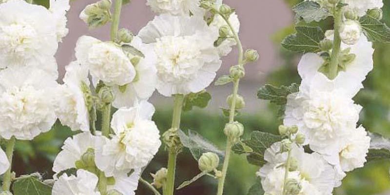 ALCEA rosea 'Chater's Double blanche' - Rose trémière à fleurs doubles