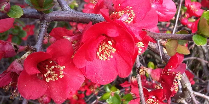 CHAENOMELES superba 'Ernst Finken' - Cognassier du Japon rouge orangé 'Ernst Finken'