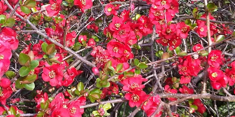 CHAENOMELES superba 'Ernst Finken' - Cognassier du Japon rouge orangé 'Ernst Finken'