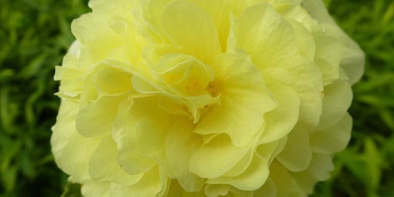 ALCEA rosea 'Chater's Double jaune' - Rose trémière à fleurs doubles