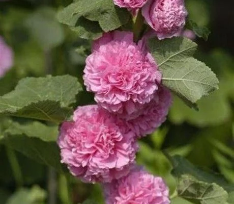 ALCEA rosea 'Chater's Double rose'