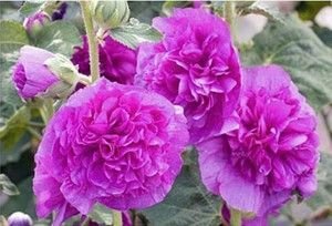 ALCEA rosea 'Chater's Double violet' - Rose trémière à fleurs doubles
