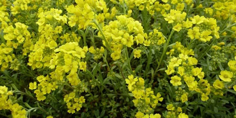 ALYSSUM montanum 'Berggold' - Alysse