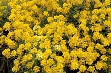 ALYSSUM montanum 'Berggold' - Alysse