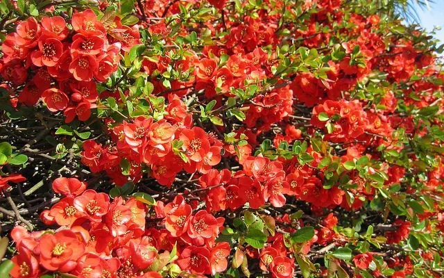 CHAENOMELES superba 'Fire Dance' - Cognassier du Japon orangé 'Fire Dance'