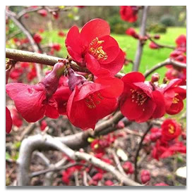 CHAENOMELES superba 'Fire Dance' - Cognassier du Japon orangé 'Fire Dance'