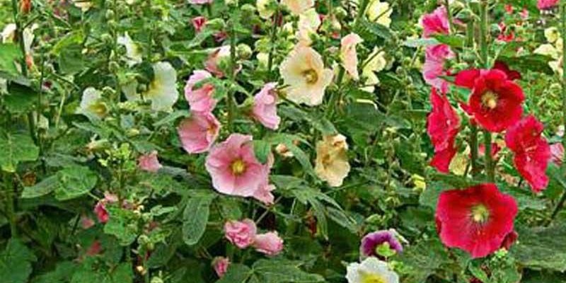 ALCEA ficifolia - Rose trémière à fleurs simples