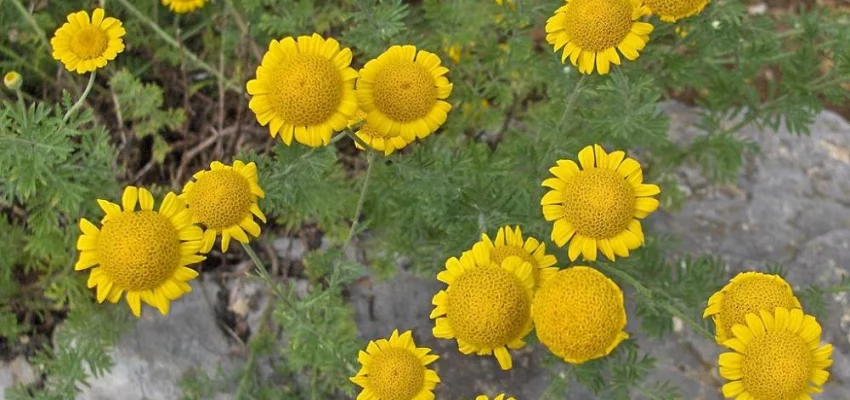 ANTHEMIS tinctoria - Camomille des teinturiers