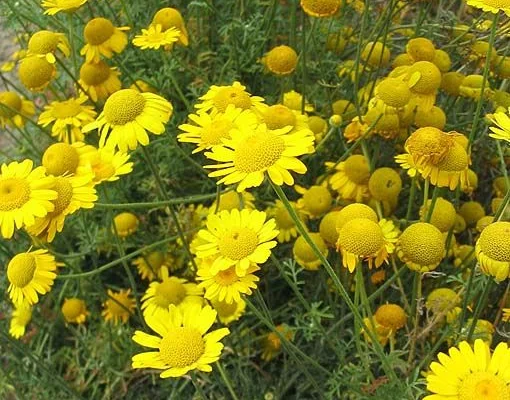 ANTHEMIS tinctoria - Camomille des teinturiers